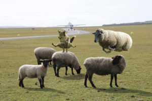 saute mouton
